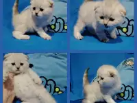 ВИСЛОУХИй котик.