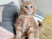 Мейн кун котята, фотография 2