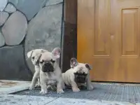 Щенки французского бульдога, фотография 2