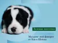Щенки бордер колли