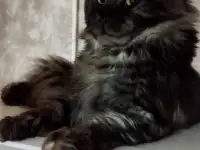 Мейн Кун, фотография 7