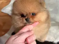 Миниатюрные щенки померанского шпица., фотография 2