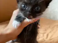 Котята в дар, фотография 5