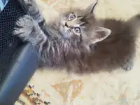 Мейн Кун, фотография 2
