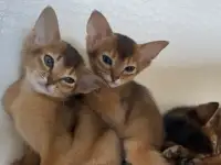 Абиссинские котята, фотография 5