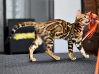 Лучшие бенгальские котята, фотография 3