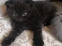 Шотландские вислоухие девочки, фотография 2