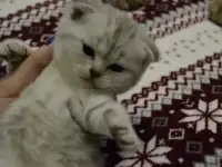 Шотландские котята, фотография 6