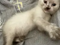 Продажа котят, фотография 2