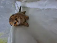 Шотландский вислоухий котенок, фотография 7