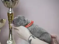 Щенки веймаранера от породных родителей, фотография 5