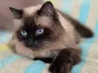 Кошка Ирма, кастрирована.
