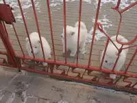 Продаются щенки самоеда, фотография 6