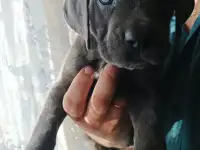 Кане корсо