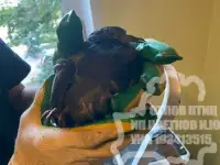 Отлов птиц на складах, торговых залах, производствах и др. закрытых помещениях., фотография 2