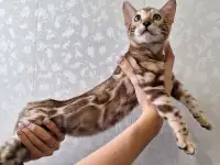 Бенгальские котята редкого окраса