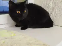Британская кошка
