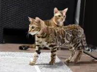 Породистые бенгальские котята: девочка