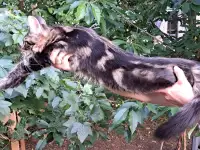 Мальчик Мейн-кун, фотография 4