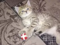 Продам шотландских котят, фотография 3