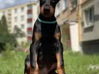 Щенок Добермана