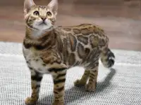 Породистые бенгальские котята: девочка, фотография 3