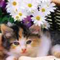 Отдам котят в добрые руки., фотография 3
