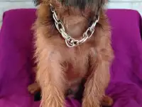 Брюссельский гриффон, фотография 4