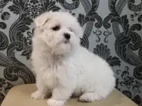 Мальтийской болонки щенки, фотография 2