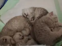 Котята шотландские вислоухие, фотография 8