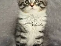 Сибирский котенок. Сибирские котята. С документами.