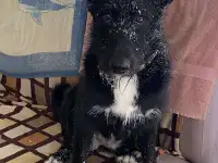 Собака в дар