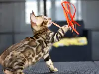 Бенгальские котята из питомника