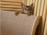 Абиссинский котёнок, мальчик 3 месяца, фотография 5