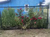 Продам дачу, Мозырский район д. Большие Зимовище