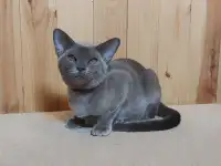 Европейская бурма котята, фотография 3