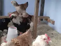 продам цыплят редких пород, фотография 5