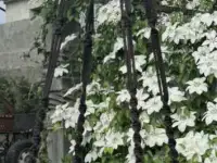 кашпо