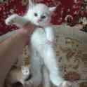 Британские котята, фотография 2