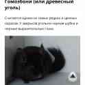 Шиншилла. Мальчик., фотография 3