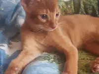 Котенок