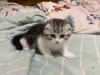 Шотландские котята, фотография 10