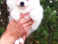 Щенок шпица девочка