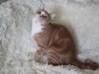 Красивый Рыжуля в добрые руки, фотография 4