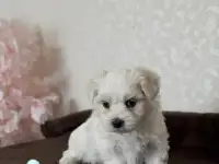 Щенки мальтезе, фотография 3