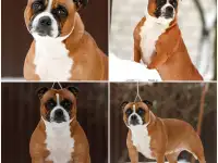 Английский стаффордширский бультерьер, фотография 3