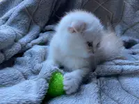 Шотландский котенок, фотография 3