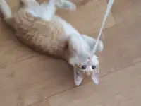 Умный Рыжик, фотография 2
