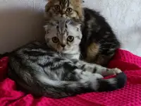 Шотландские котята с голубыми глазами, фотография 6