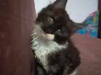 Котята мейн-кун, фотография 11